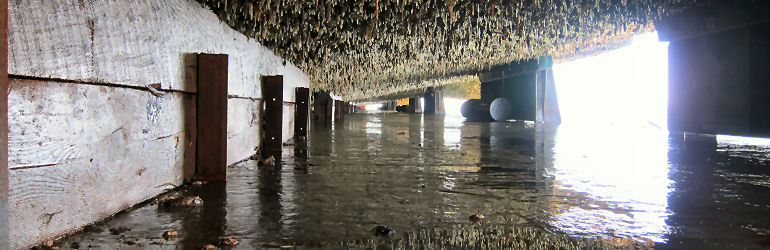 SF drydock transport on Tern - Inspecting cribbing under dock